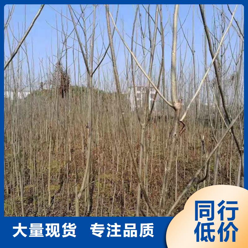 碧根果-苹果苗当地厂家值得信赖合作共赢