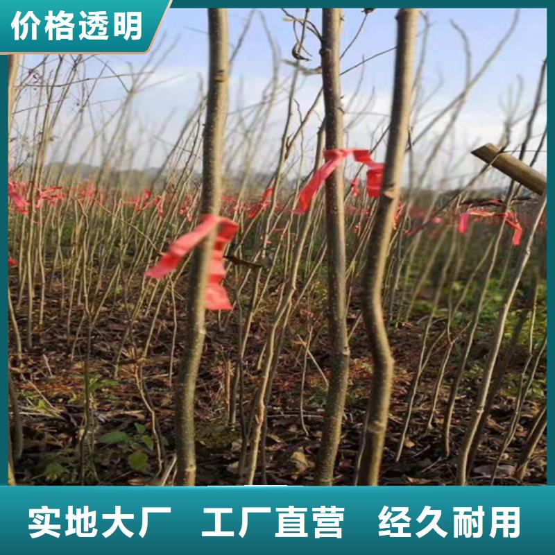 碧根果桃树苗来图定制量大从优海量现货