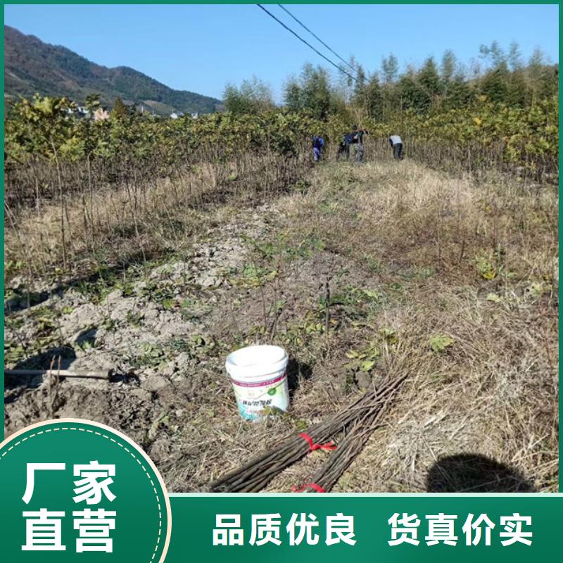 碧根果苹果苗甄选好厂家多年行业积累