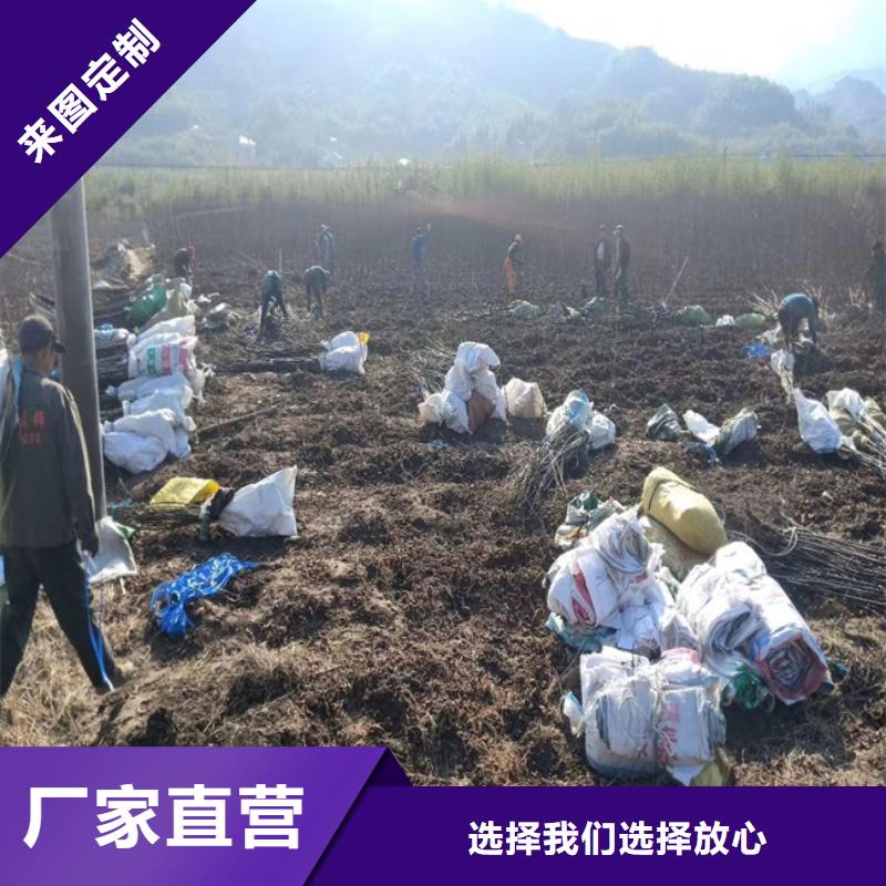 碧根果樱桃苗当地货源源头实体厂商