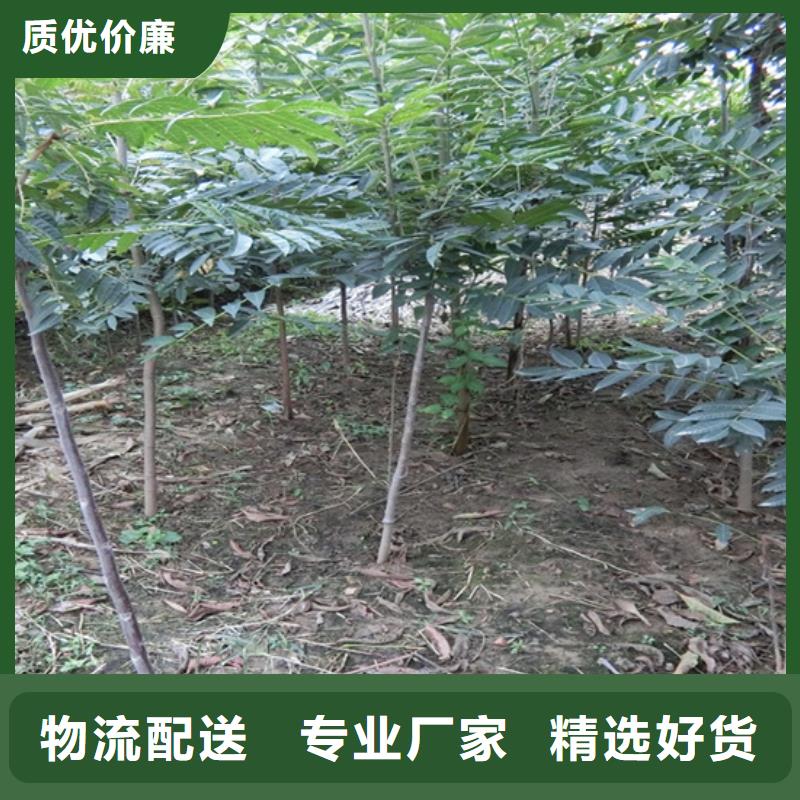 香椿_李树苗匠心打造讲信誉保质量