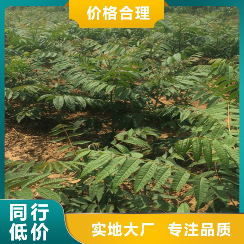 香椿,苹果苗精工打造工厂价格