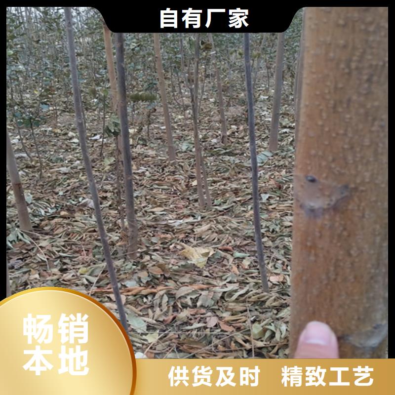 香椿【蓝莓苗】专业生产N年现货直发