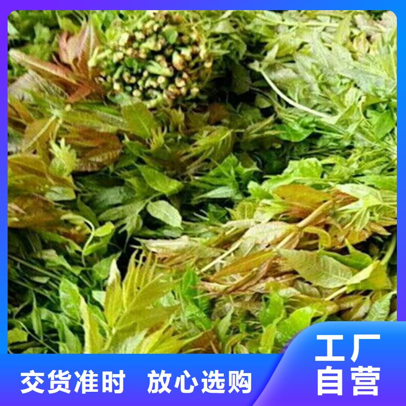 【香椿苹果苗实力才是硬道理】工艺层层把关