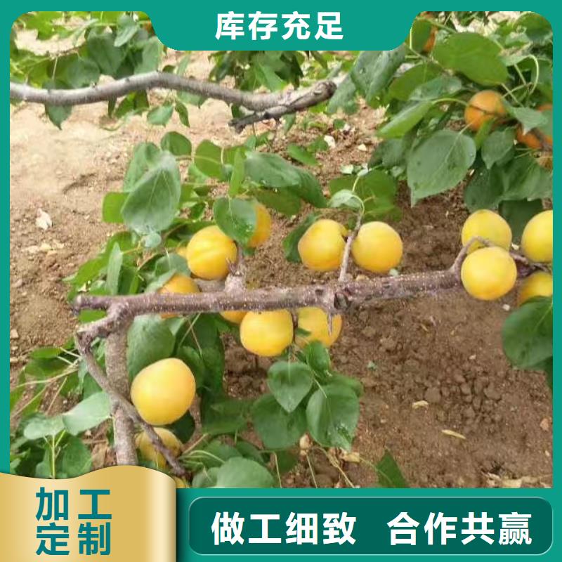 杏-苹果苗订制批发质优价廉