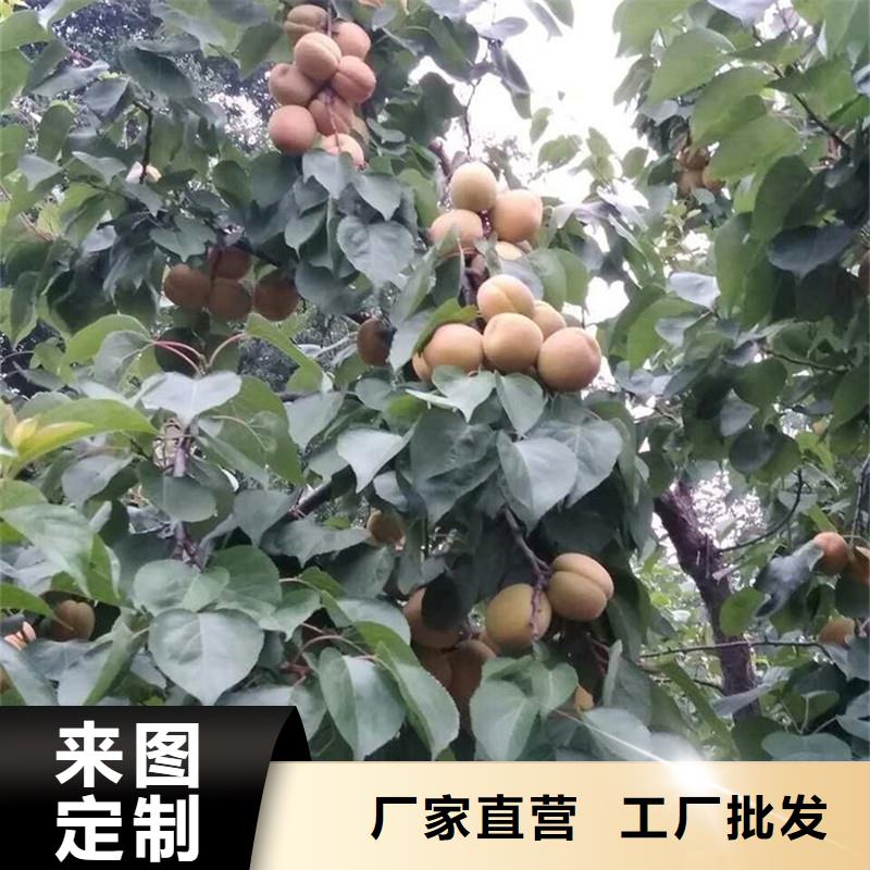 杏樱桃苗性能稳定支持大小批量采购