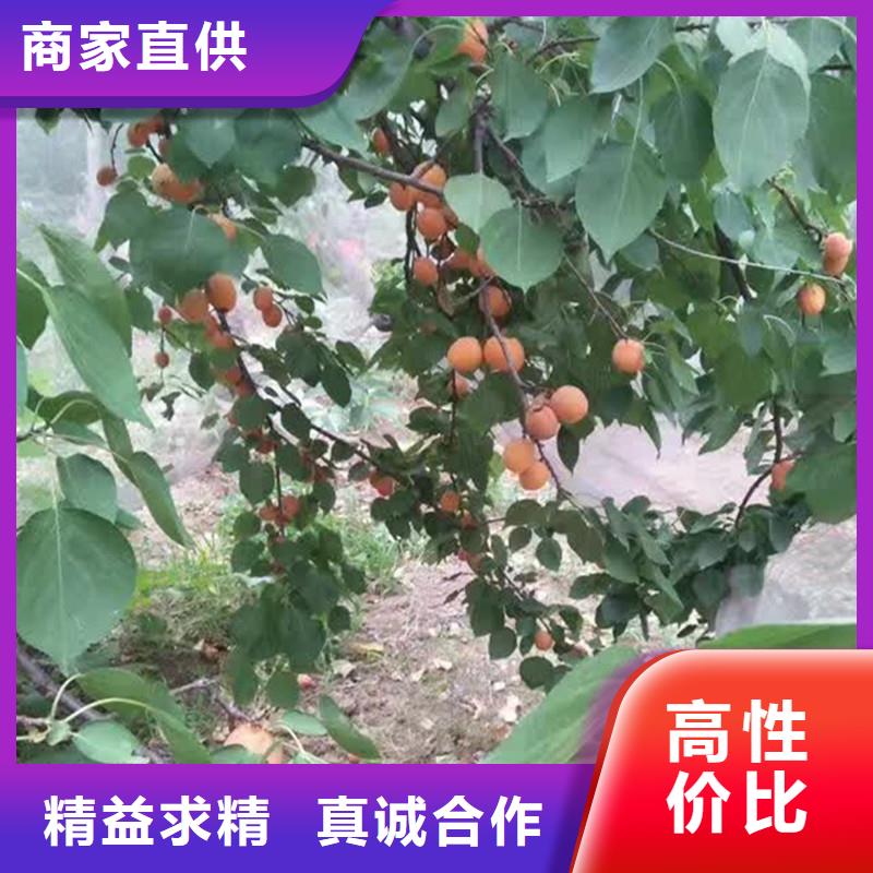 杏-【樱桃苗】适用范围广可定制