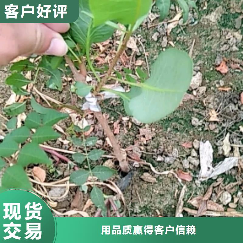 开心果桃树苗多种规格库存充足好产品价格低