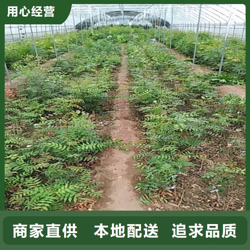 开心果,玛瑙红石榴苗细节展示多年经验值得信赖