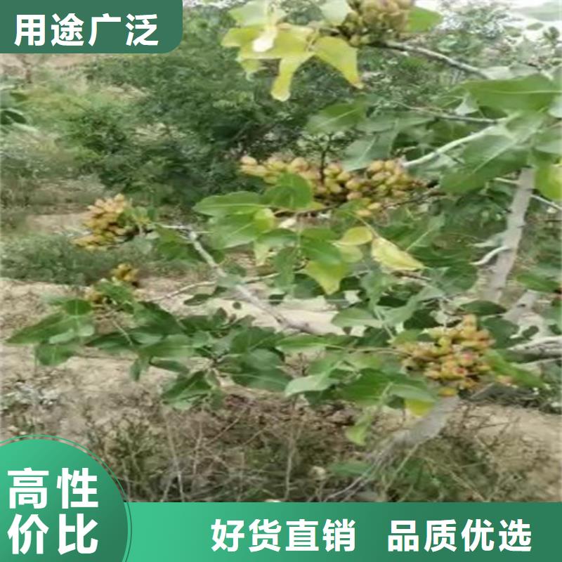 开心果樱桃苗质量安全可靠当地制造商