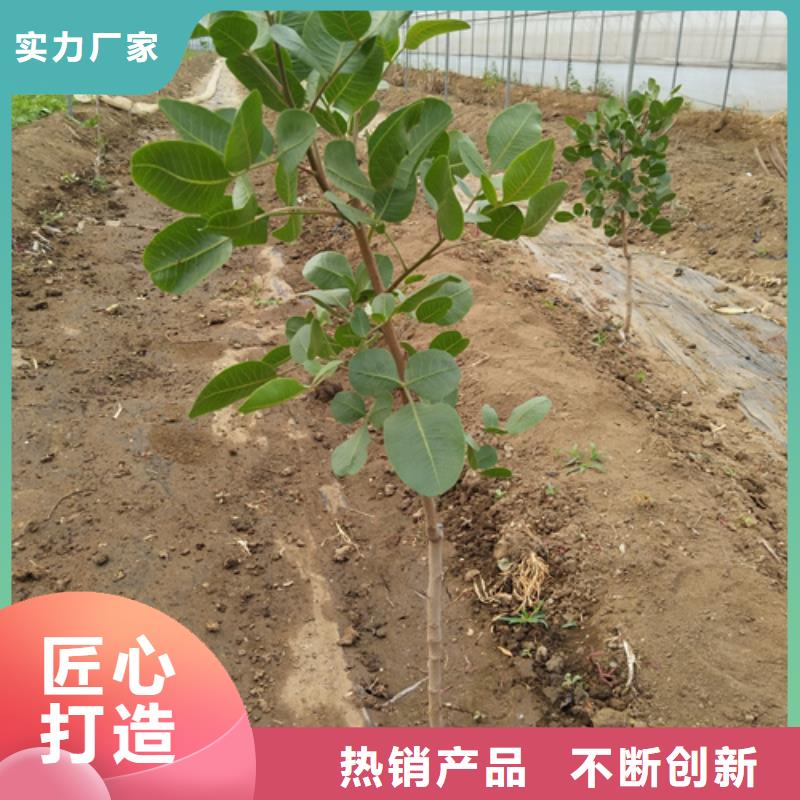 开心果苹果苗质量安心当地厂家