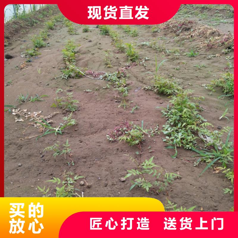 开心果,苹果苗老品牌厂家本地生产厂家