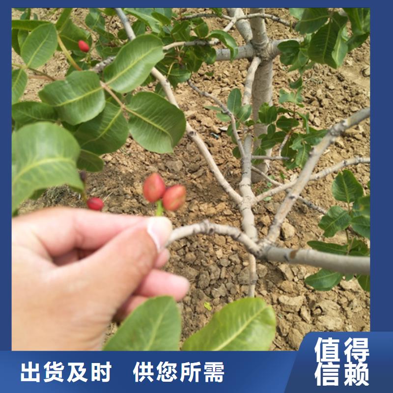 开心果苹果苗多年厂家可靠大厂家实力看得见