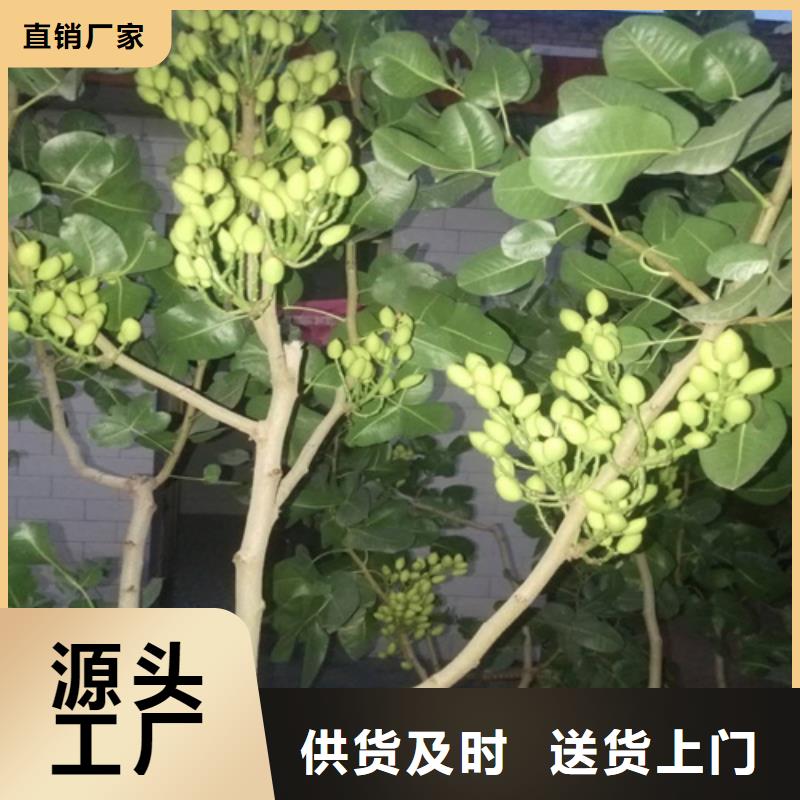 开心果嘎啦苹果专业生产团队当地供应商