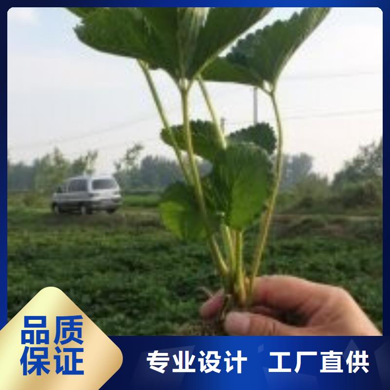 草莓苗,桃树苗基地品牌大厂家购买的是放心