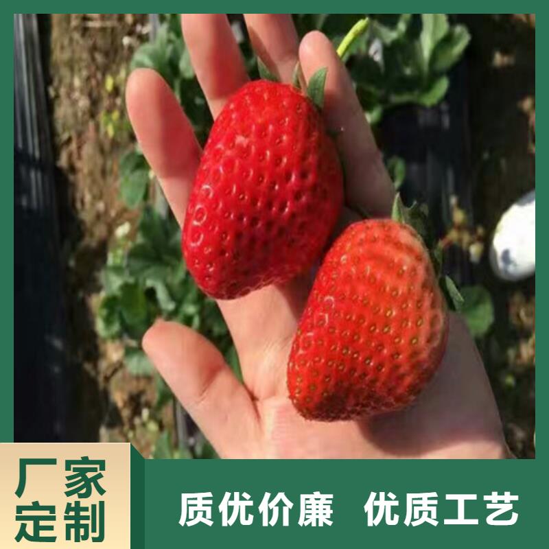 草莓苗_大棚草莓苗大厂生产品质放心购