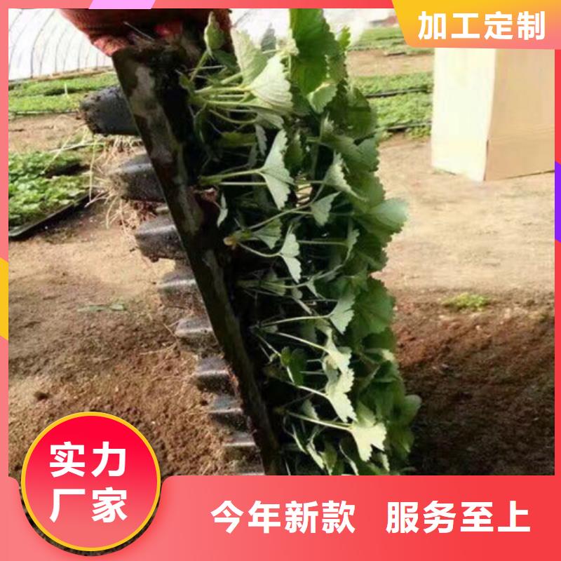 妙香7号草莓苗物流快捷大库存无缺货危机