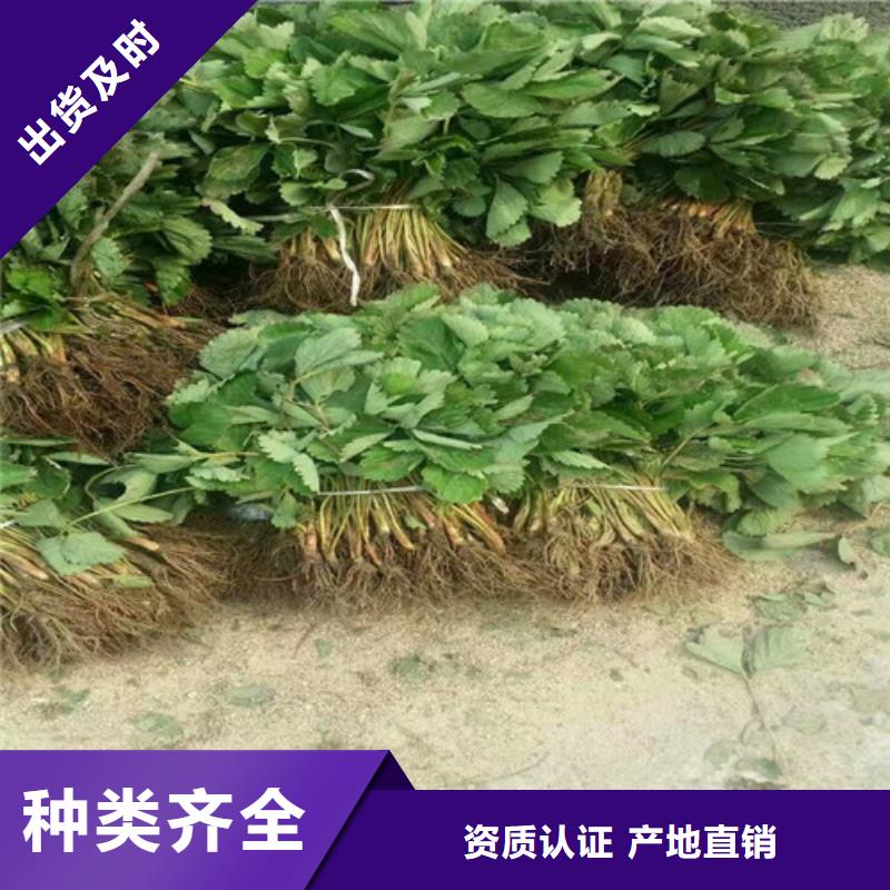 咨询圣诞红草莓苗厂家厂家规格全