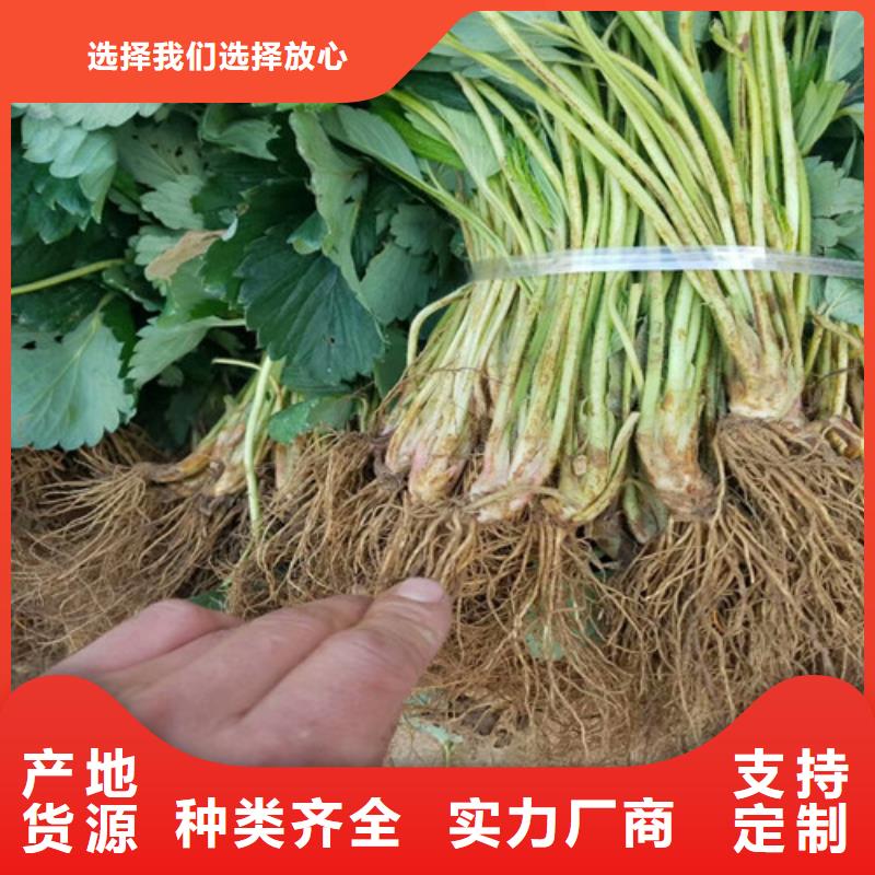 艳丽草莓苗当地经销商