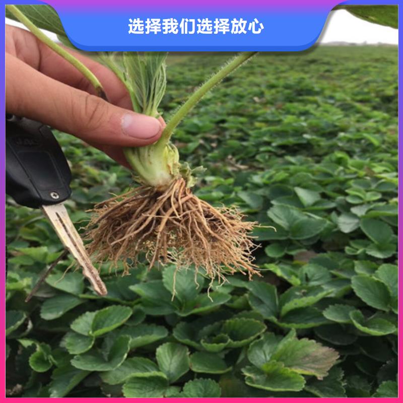 【草莓苗】,梨树苗严选用料本地生产商