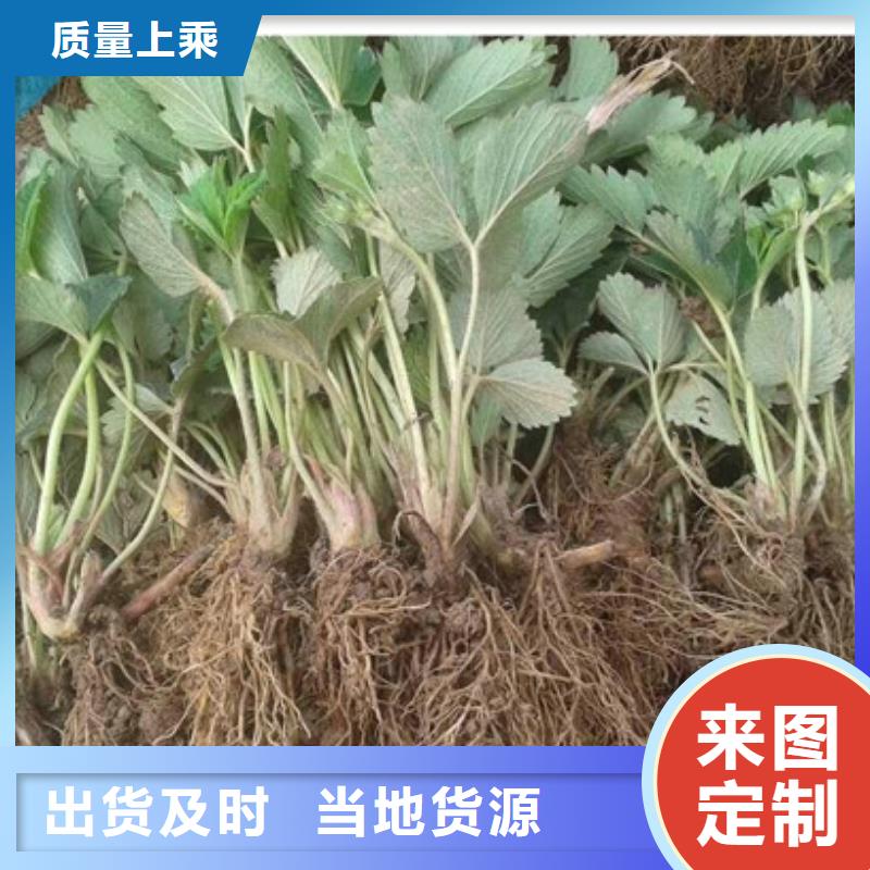 白草莓苗正规厂家本地品牌