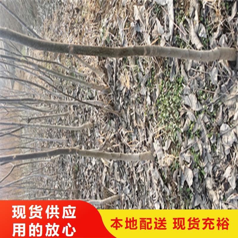 核桃苗【草莓苗价格】诚信经营产地货源