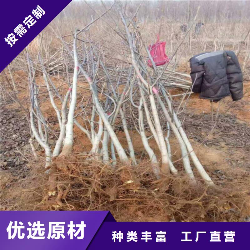 【核桃苗】-葡萄苗基地极速发货敢与同行比服务