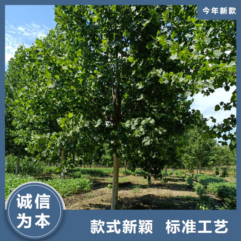 法桐价格种植基地法桐附近生产商