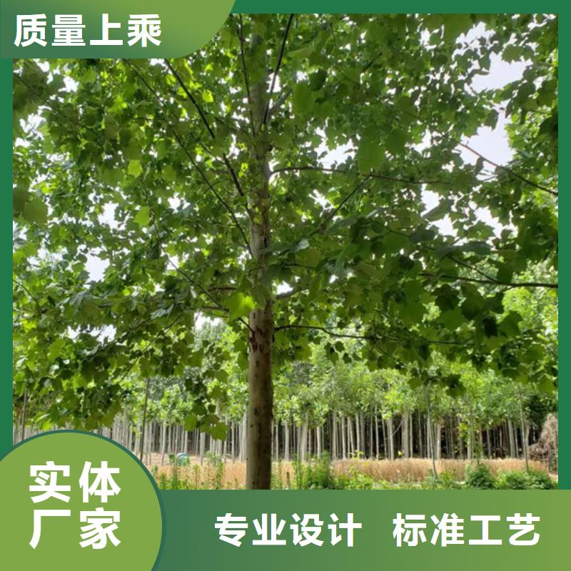 法桐价格种植基地法桐基地专业设计