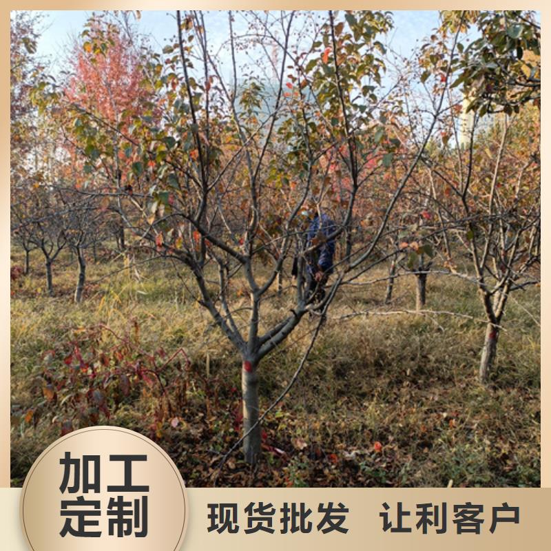 造型法桐厂家-翌昊苗木种植基地现货销售