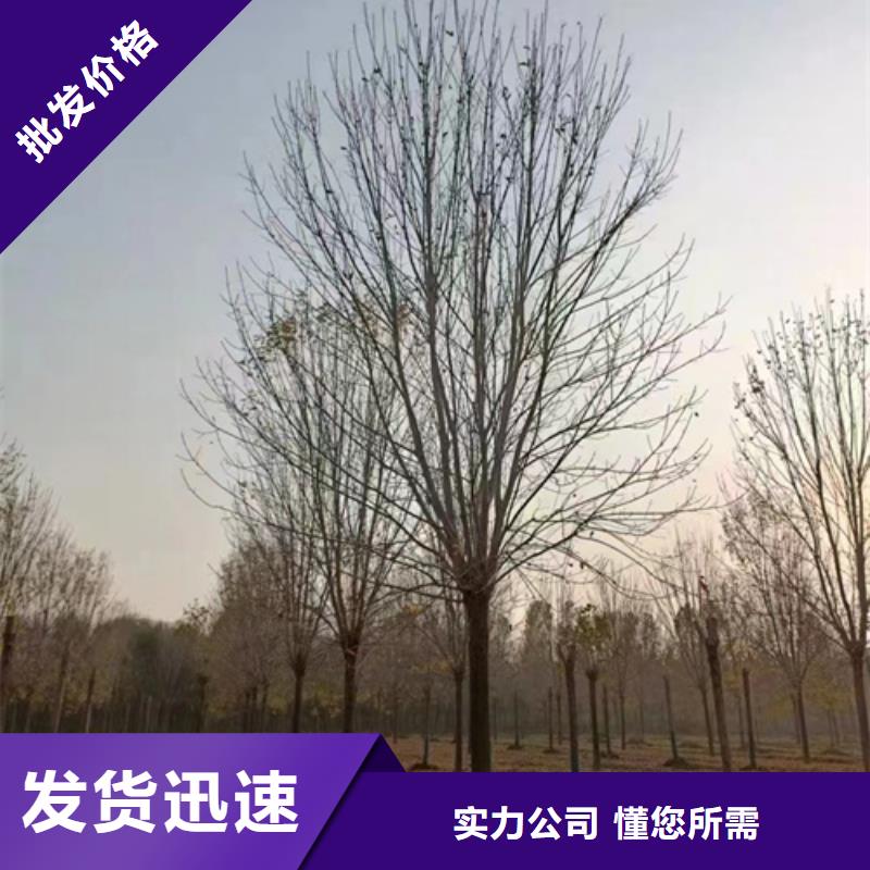 法桐小苗种植基地绿化苗木畅销当地