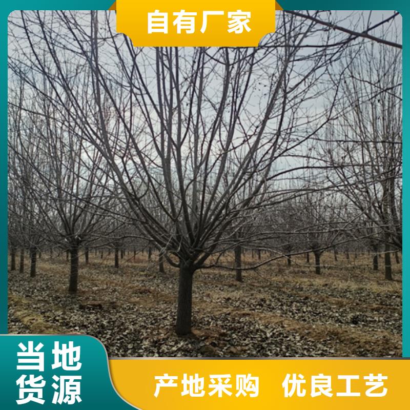 造型法桐-我公司资质齐全当地厂家