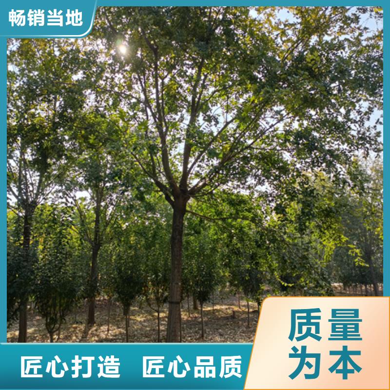 法桐小苗种植基地绿化乔木优势