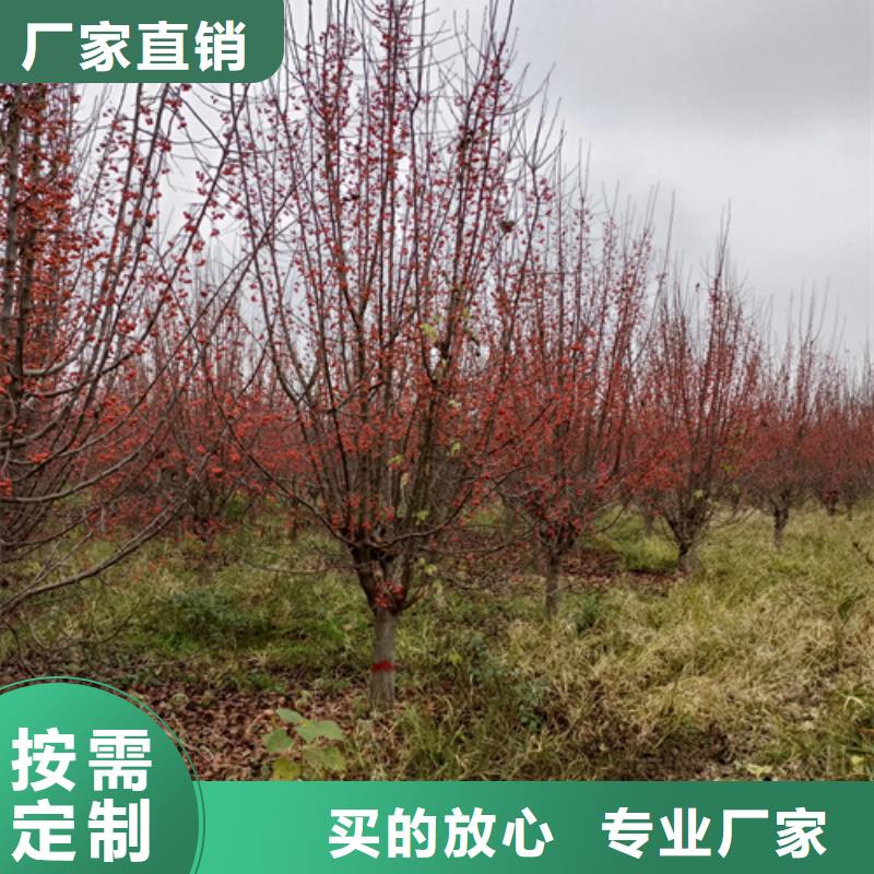 法桐种植基地绿化乔木按需定制