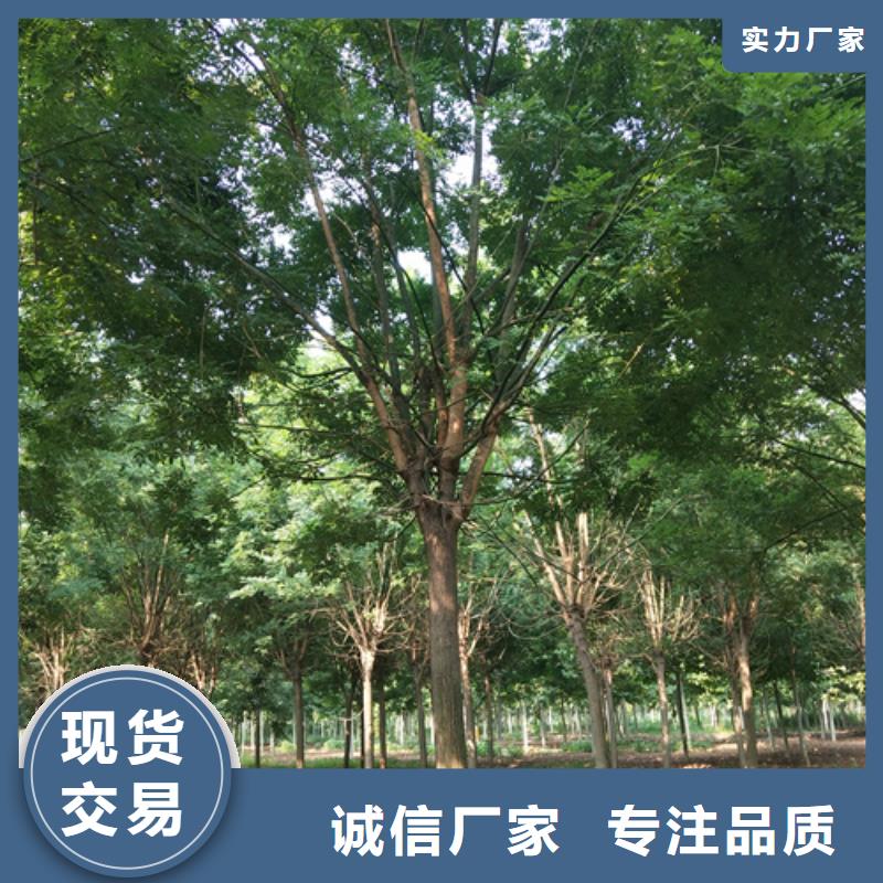 法桐种植基地绿化苗木来图加工定制