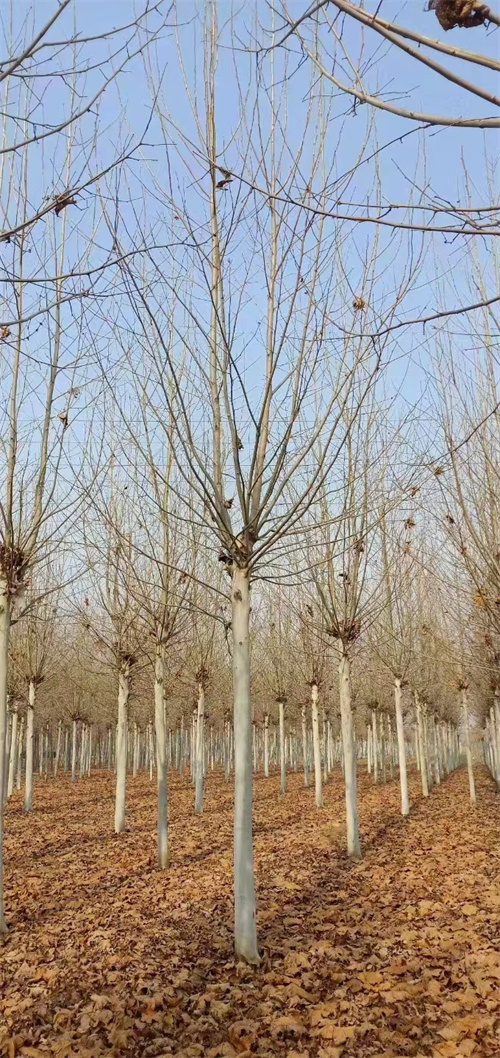 法桐种植基地苗木基地严格把控每一处细节